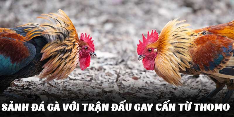 Sánh cược đá gà với hàng trăm trận đấu gay cấn đầy kịch tính 