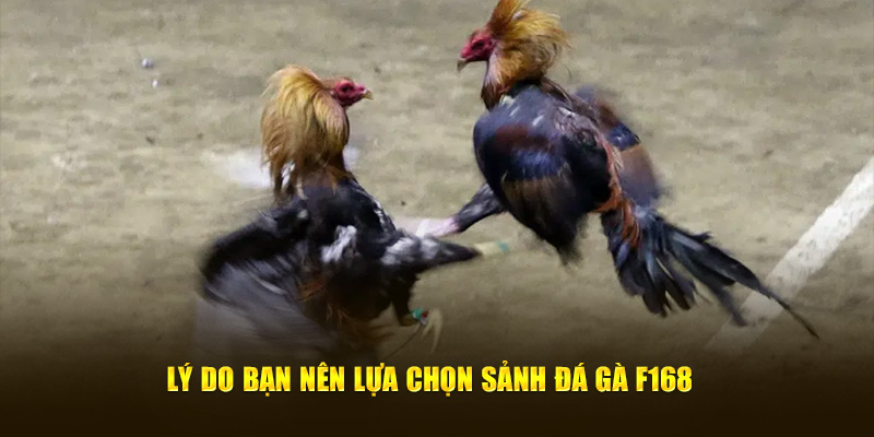 Lý do bạn nên lựa chọn sảnh Đá Gà F168